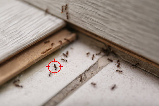 Best Exterminator Services  in Sterling Ranch, CO