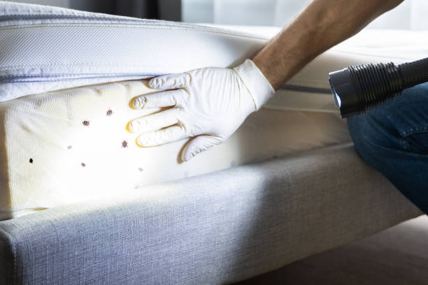 Best Affordable Pest Control Services  in Sterling Ranch, CO